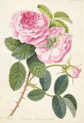 Gemeine Provence-Rose